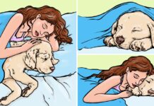 10 помилок про домашніх тварин, в які багато хто вірив довгі роки