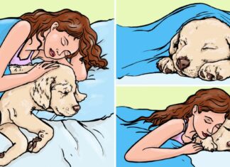 10 помилок про домашніх тварин, в які багато хто вірив довгі роки