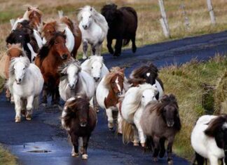 Поні на цьому казковому острові більше, ніж людей