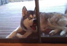 Тварини, які не були готові до фотосесії