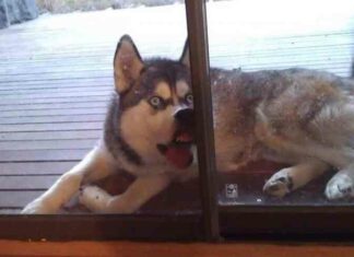 Тварини, які не були готові до фотосесії