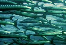 Відео: роботунец допоможе зрозуміти, як рухаються риби у воді