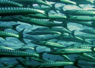 Відео: роботунец допоможе зрозуміти, як рухаються риби у воді