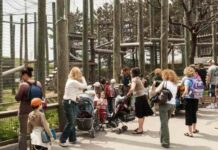 Відео: як видри змогли змінити життя орангутанів у зоопарку