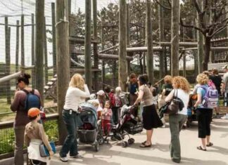 Відео: як видри змогли змінити життя орангутанів у зоопарку