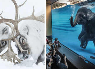 22 фіналіста конкурсу фотографій дикої природи wildlife photographer of the year 2021