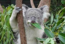 Відео: чому коали вибрали саму незвичайну стратегію для виживання-дурість
