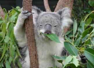 Відео: чому коали вибрали саму незвичайну стратегію для виживання-дурість