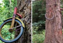 Відео: дерева, які поглинають все, що знаходиться поруч