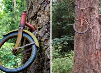 Відео: дерева, які поглинають все, що знаходиться поруч