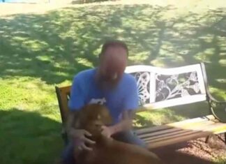 Зворушлива реакція тварин, які зустрілися з господарями через довгий час