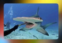 Відео: навіщо рибі-молоту потрібен молот, і як вона ним користується