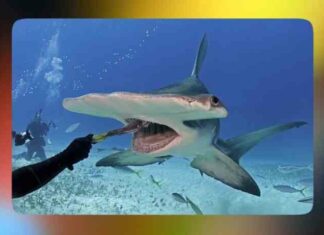 Відео: навіщо рибі-молоту потрібен молот, і як вона ним користується