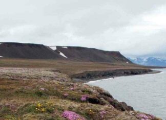 Дослідження: вимирання шерстистих мамонтів в сибіру викликане не діяльністю людини, а кліматом