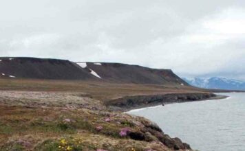 Дослідження: вимирання шерстистих мамонтів в сибіру викликане не діяльністю людини, а кліматом