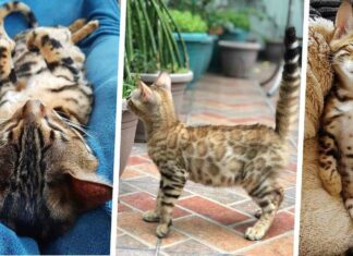 35 фото бенгальських кішок, які потрібно показувати всім, хто говорить, що найкрасивіші-шотландські висловухі