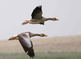 Про те, як птахи навчилися дихати там, де не вистачає кисню