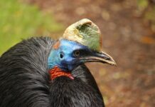 Визначена найперша одомашнена птиця