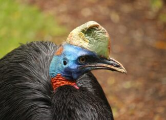 Визначена найперша одомашнена птиця