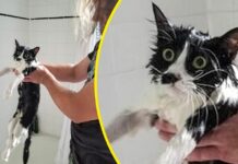 Альберт пірпойнт-останній кат імперії