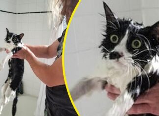 Альберт пірпойнт-останній кат імперії