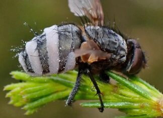 Моторошний гриб-зомбі перетворює комах в збуджених некрофілів