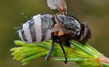 Моторошний гриб-зомбі перетворює комах в збуджених некрофілів