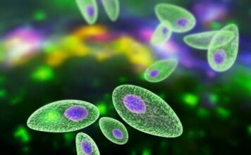 Паразит toxoplasma gondii може допомогти боротися з раком