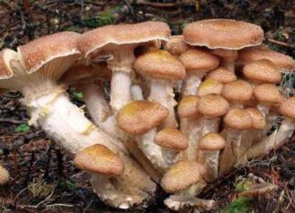 У чому секрет довголіття найбільшого організму на землі?