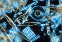 Щоб охолодити землю вчені пропонують удобрювати океан