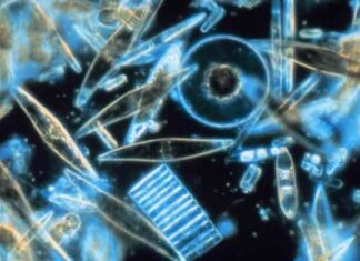 Щоб охолодити землю вчені пропонують удобрювати океан