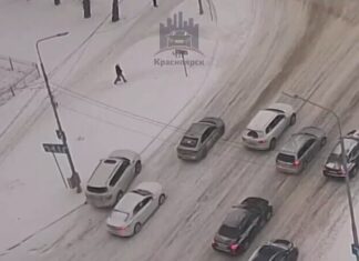 Лісовий алень в міському середовищі (1 відео)