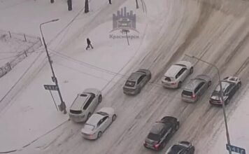 Лісовий алень в міському середовищі (1 відео)