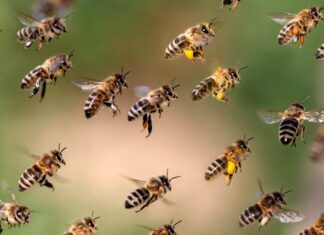 Бджоли на канарах запечатали вулики прополісом і пережили виверження вулкана