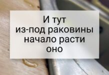 18 випадків, коли природа показала, хто тут насправді головний
