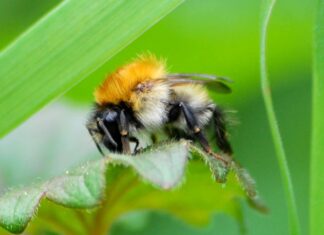 Британські вчені запропонували, як організувати симбіоз джмелів і сонячних панелей