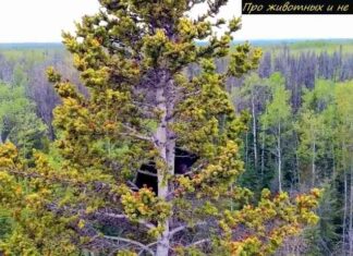 Злякавшись, ведмежата залізли на вершину 20-метрового дерева, але злізти вже не змогли