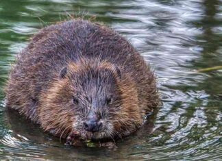 Інженери природи: як бобри навчають нас керувати водою