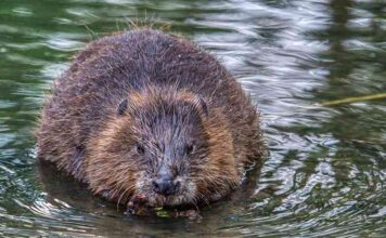 Інженери природи: як бобри навчають нас керувати водою