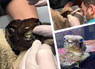 Стоматолог врятував загадкового клієнта, який живе в акваріумі і подарував йому посмішку