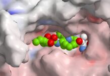 Новая надежда для аутоиммунных заболеваний: бактериальный дар против иммунной бури