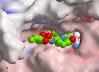 Новая надежда для аутоиммунных заболеваний: бактериальный дар против иммунной бури