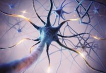 Тайна “Память о предметах”: Ученые открыли ключ к лечению Альцгеймера