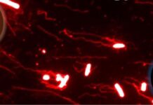 Микроскопическая Электрическая Дорога к Инфекции: Как Бактерии «Улавливают» Сигналы Кишечника