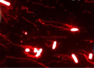 Микроскопическая Электрическая Дорога к Инфекции: Как Бактерии «Улавливают» Сигналы Кишечника