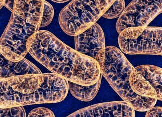 Тайна Митохондриальных Вставок: ДНК Мозга и Загадка Длины Жизни