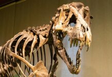 Тайна Несокрушимой Броньи Динозавров: Как Коллаген Устоял В Лабиринте Миллионов Лет