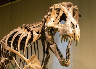 Тайна Несокрушимой Броньи Динозавров: Как Коллаген Устоял В Лабиринте Миллионов Лет