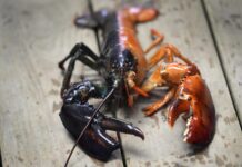 Тайны радужных лобстеров: когда генетика встречается с морской сказкой