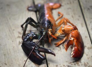 Тайны радужных лобстеров: когда генетика встречается с морской сказкой